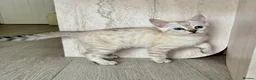 Bengal cats for sale: 🐯💕💙 beautiful rosette bengal kittens 💕💙🐯 - Advert 12