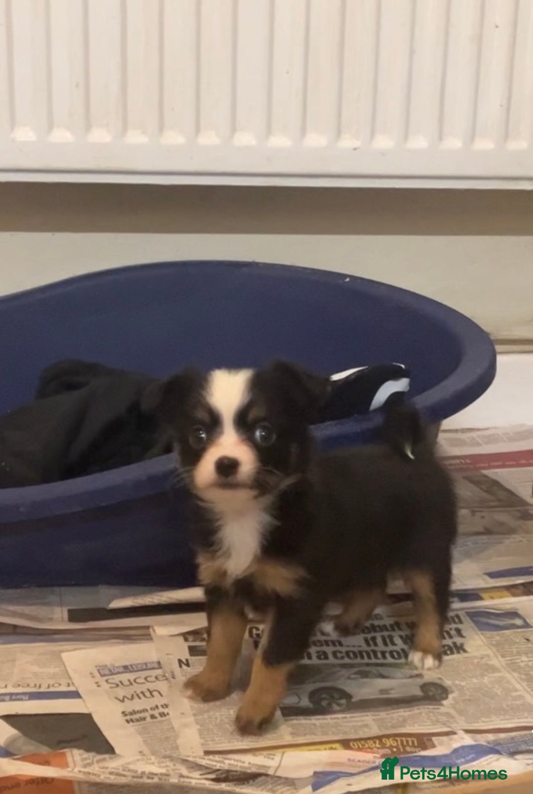 Chihuahua dogs for sale: Chihuahua puppies ready now - Advert 15