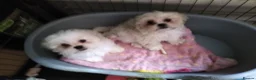 Zuchon dogs for sale: Shichon/Zuchon - Advert 5
