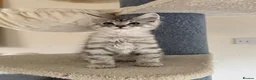 Maine Coon cats for sale: Mackerel tabby boys  - Advert 7