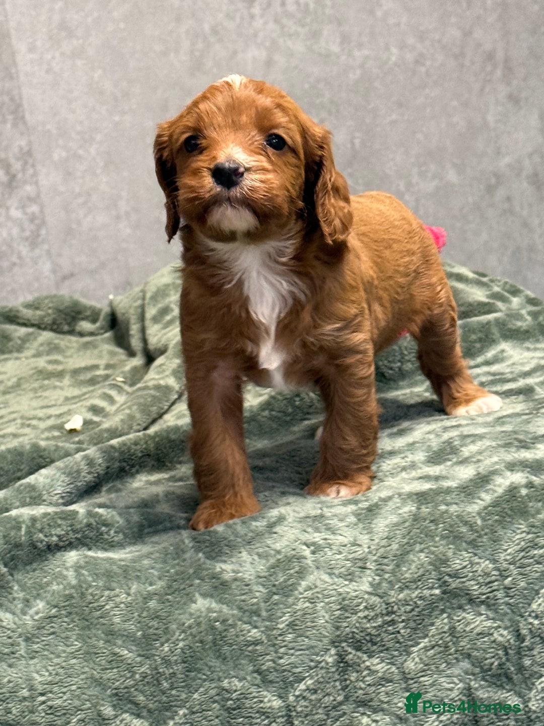 Cavapoo dogs for sale: Rich dark fox red cavapoos  - Advert 6