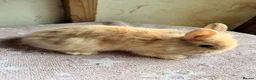 Lionhead rabbits for sale: Beautiful very Friendly Lionheads - Advert 3