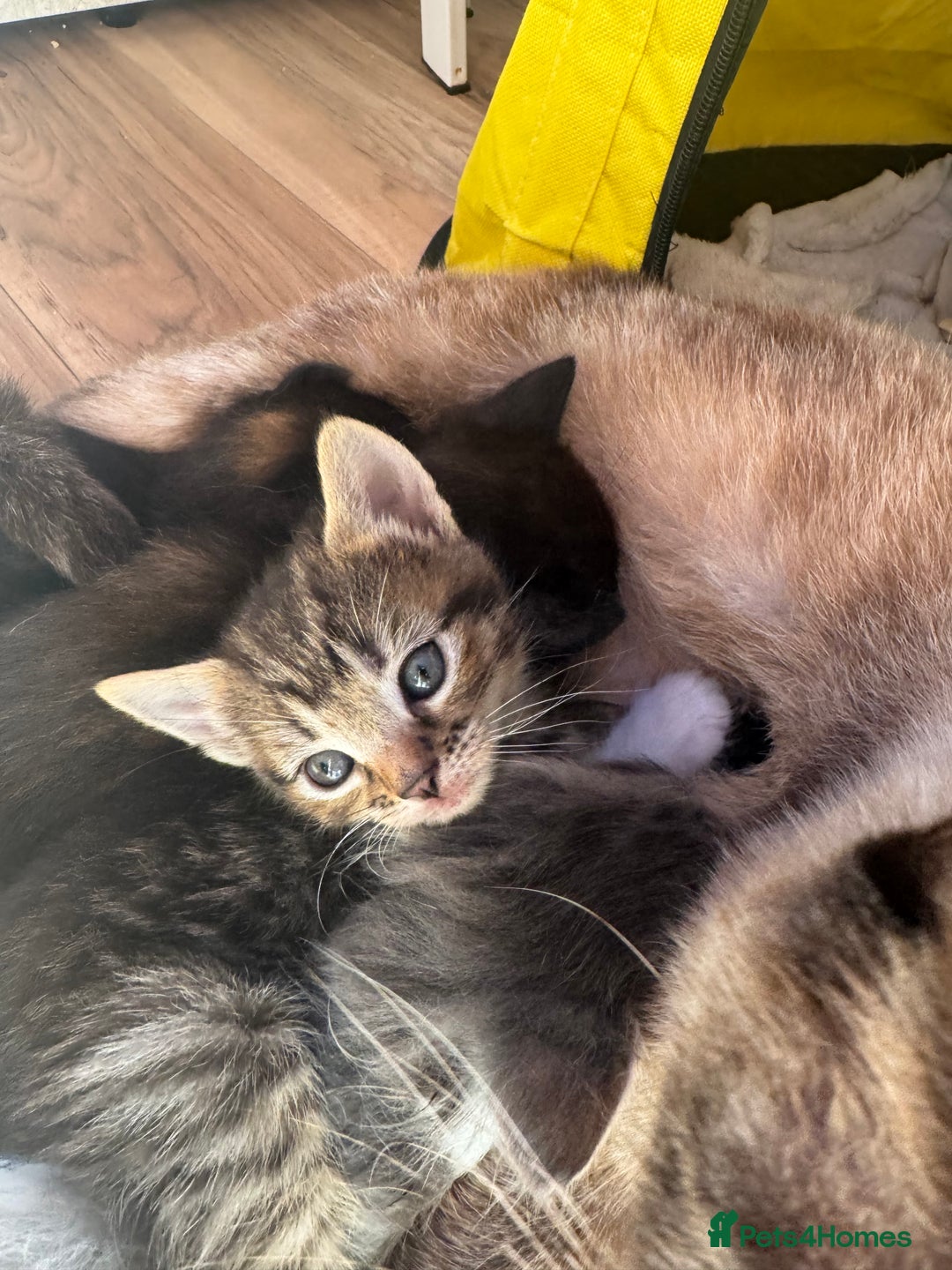 Mixed Breed cats for sale: 3 stunning unique kittens - Image 9