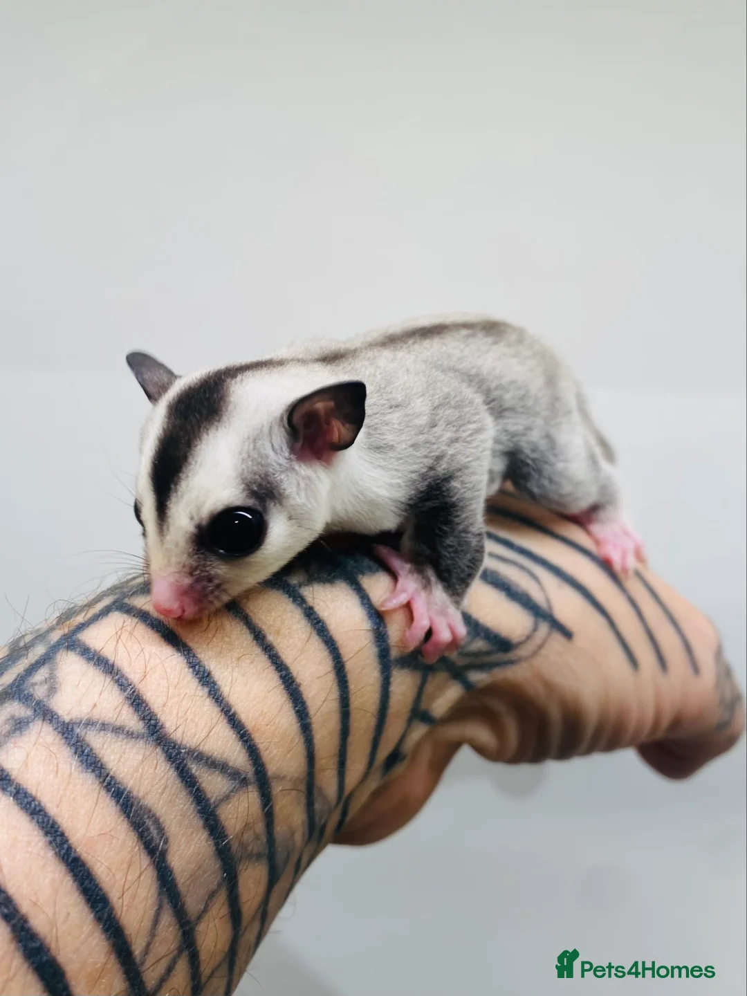 Sugar Glider rodents for sale: Male Baby Sugar Glider in Bournemouth - Advert 2