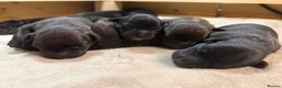 Staffordshire Bull Terrier dogs for sale: KC REGISTERED STAFFORDSHIRE BULL TERRIERS  - Advert 3