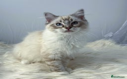 Ragdoll cats for sale: Playful Pedigree Ragdoll Kittens Available - Image 13