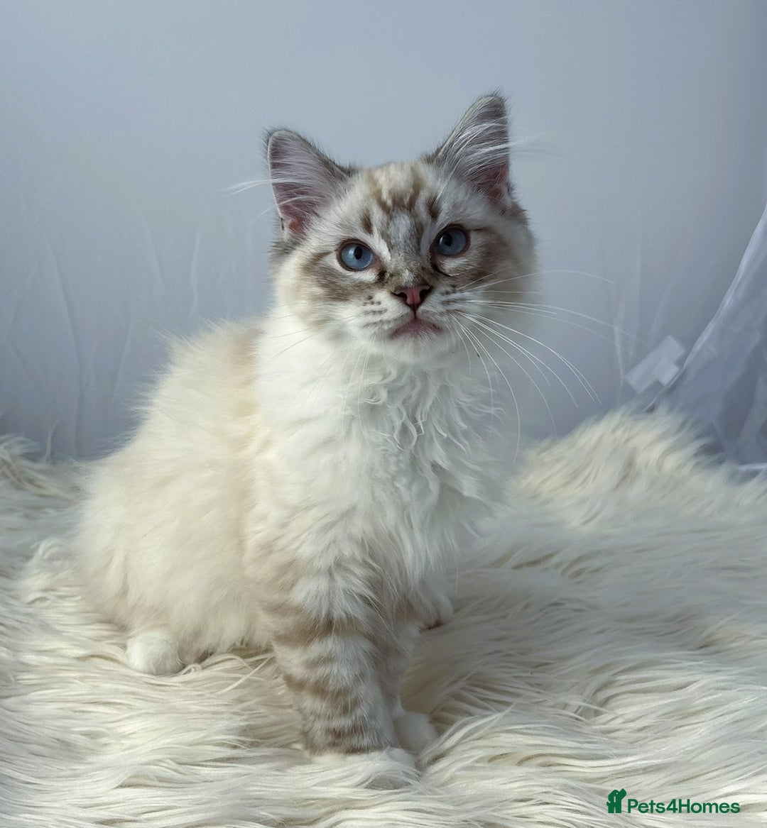 Ragdoll cats for sale: Playful Pedigree Ragdoll Kittens Available - Image 13