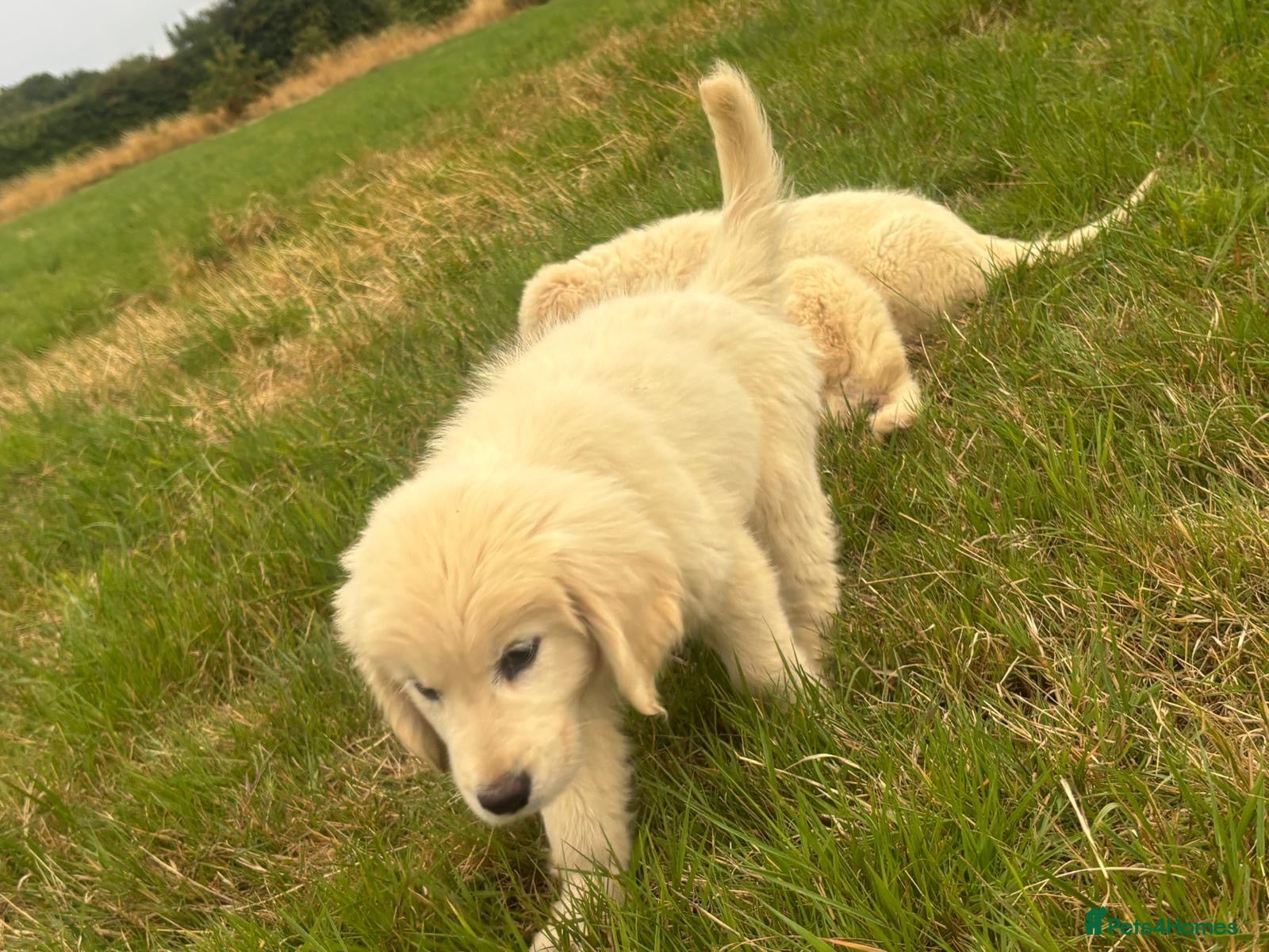 Golden Retriever dogs Golden retriever puppies - Advert 2