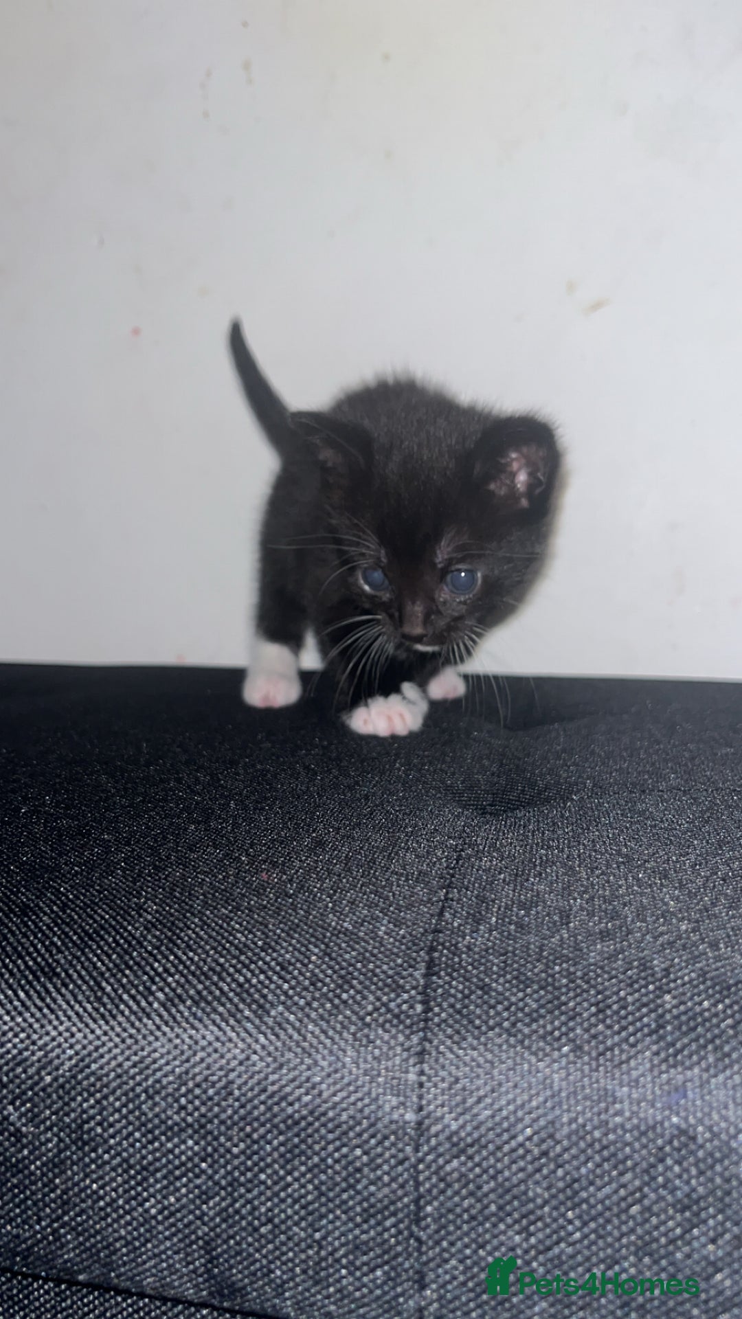Mixed Breed cats for sale: Black&White kittens - Advert 6