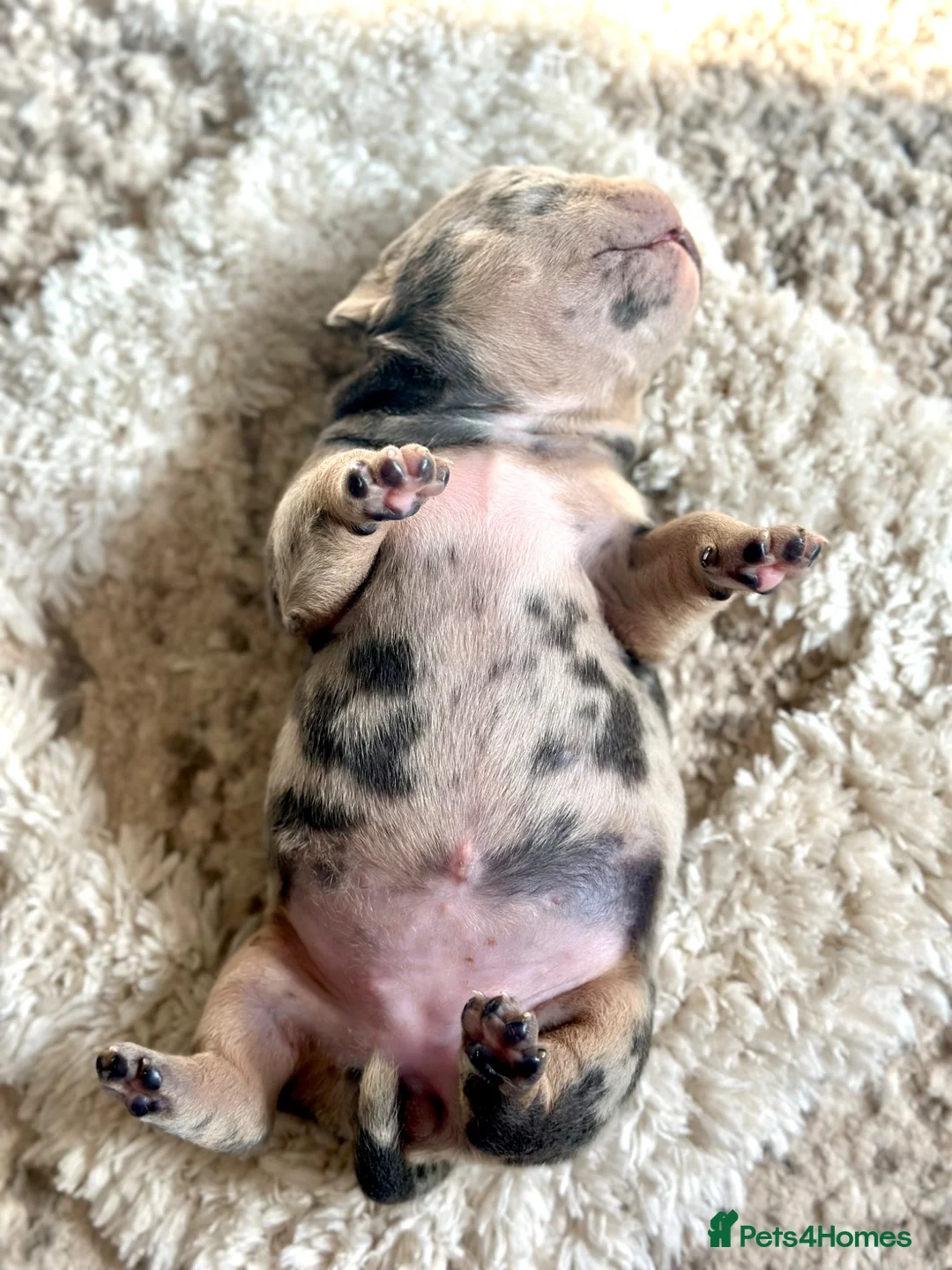 Mixed Breed dogs for sale: Exotic bullies - English bulldog x American bully - Advert 30