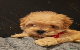 Maltipoo dogs for sale: Miniature Maltipoo Ready to Go - Image 14