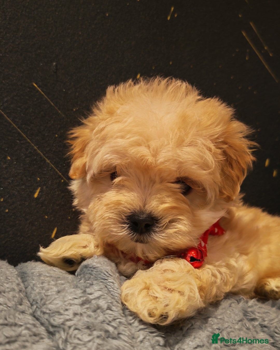 Maltipoo dogs for sale: Miniature Maltipoo Ready to Go - Image 14