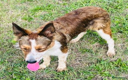 Border Collie dogs for sale: 2 x Collies (Sisters) - Image 7