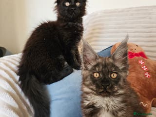 Maine Coon cats Maine coon kittens - Advert 1
