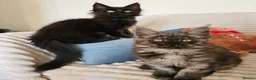 Maine Coon cats for sale: Maine coon kittens  - Advert 17