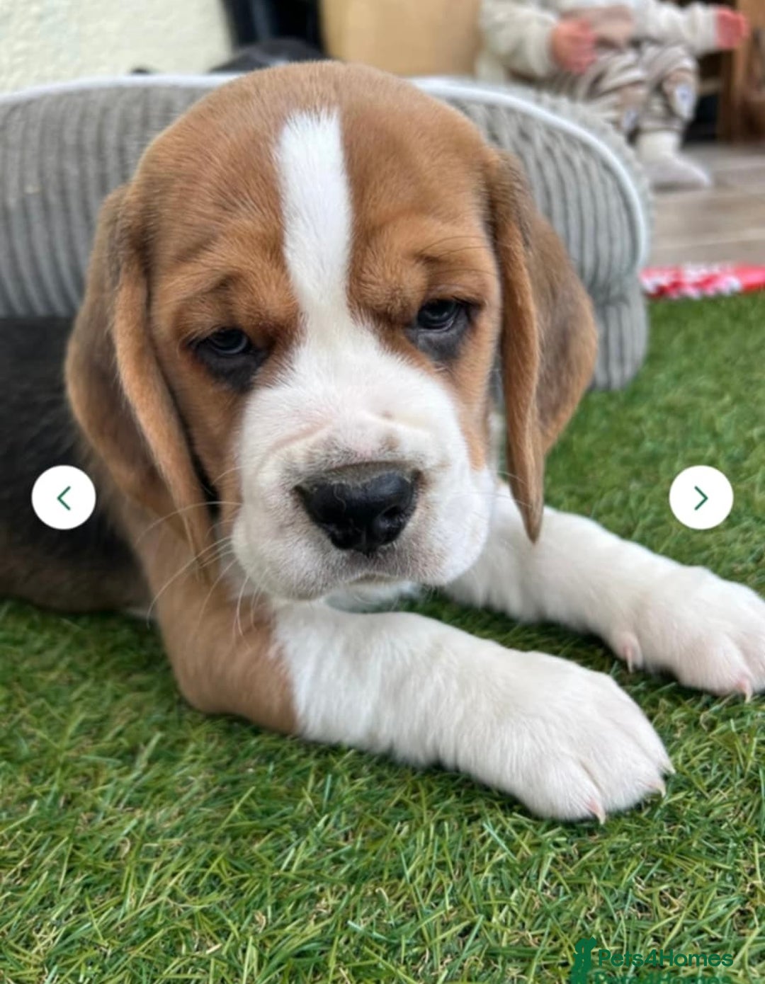 Beagle dogs for sale: Chunky tri-coloured beagle puppy - Image 5
