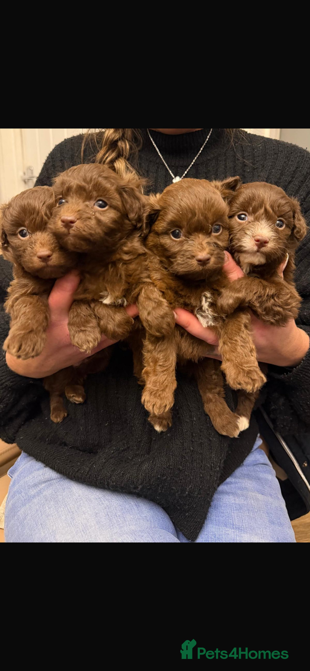 Pomapoo dogs for sale: F1 pomapoo baby’s  - Advert 10