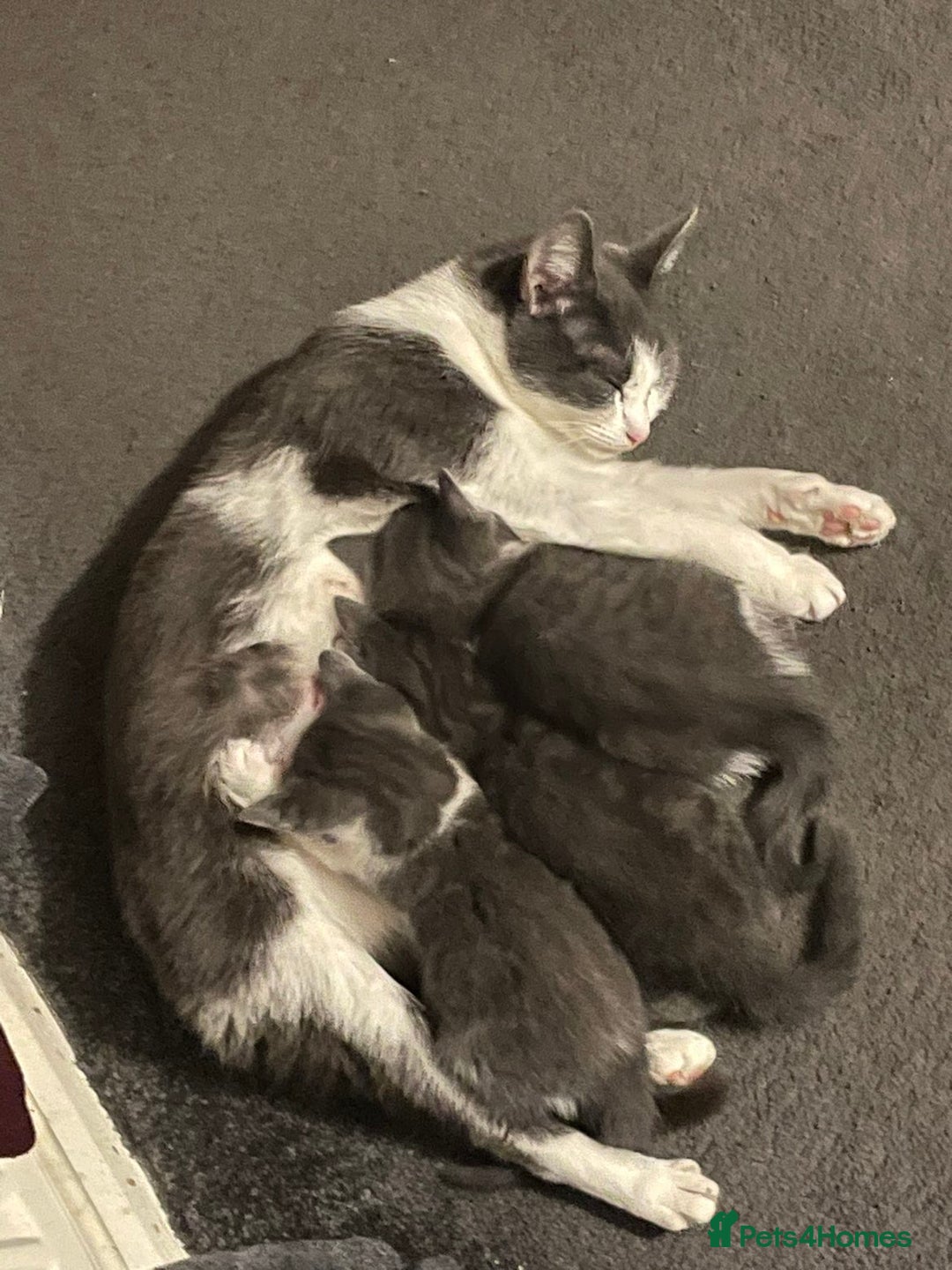 Mixed Breed cats for sale: Fluffy grey kittens 🐾 3 males available  - Advert 10