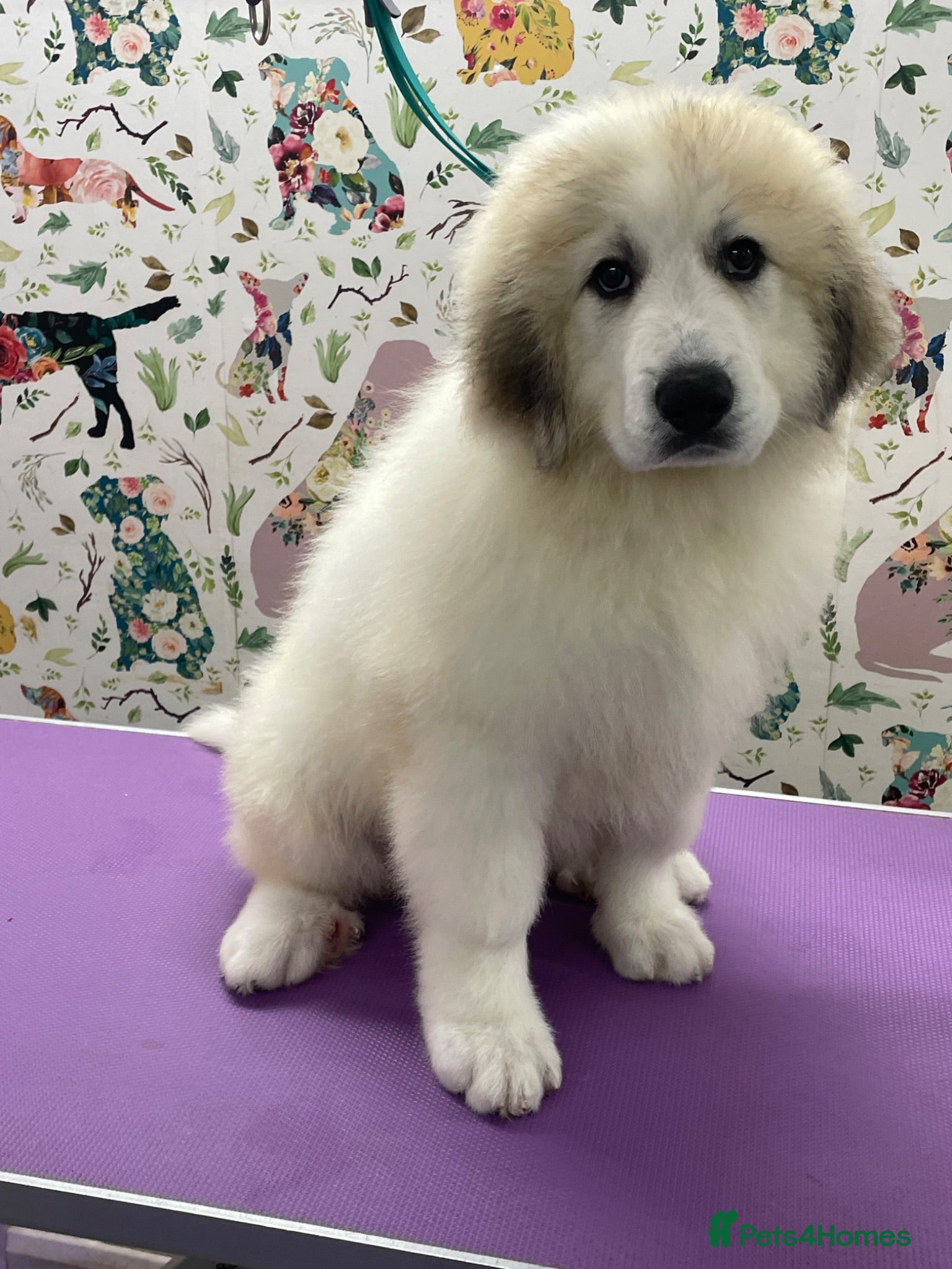 Pyrenean Mountain Dog dogs Beautiful female availble - Advert 2