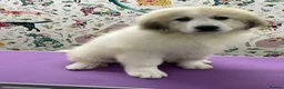 Pyrenean Mountain Dog dogs for sale: Beautiful female availble - Advert 3