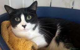 Mixed Breed cats for sale: 2 bothers. - Image 2