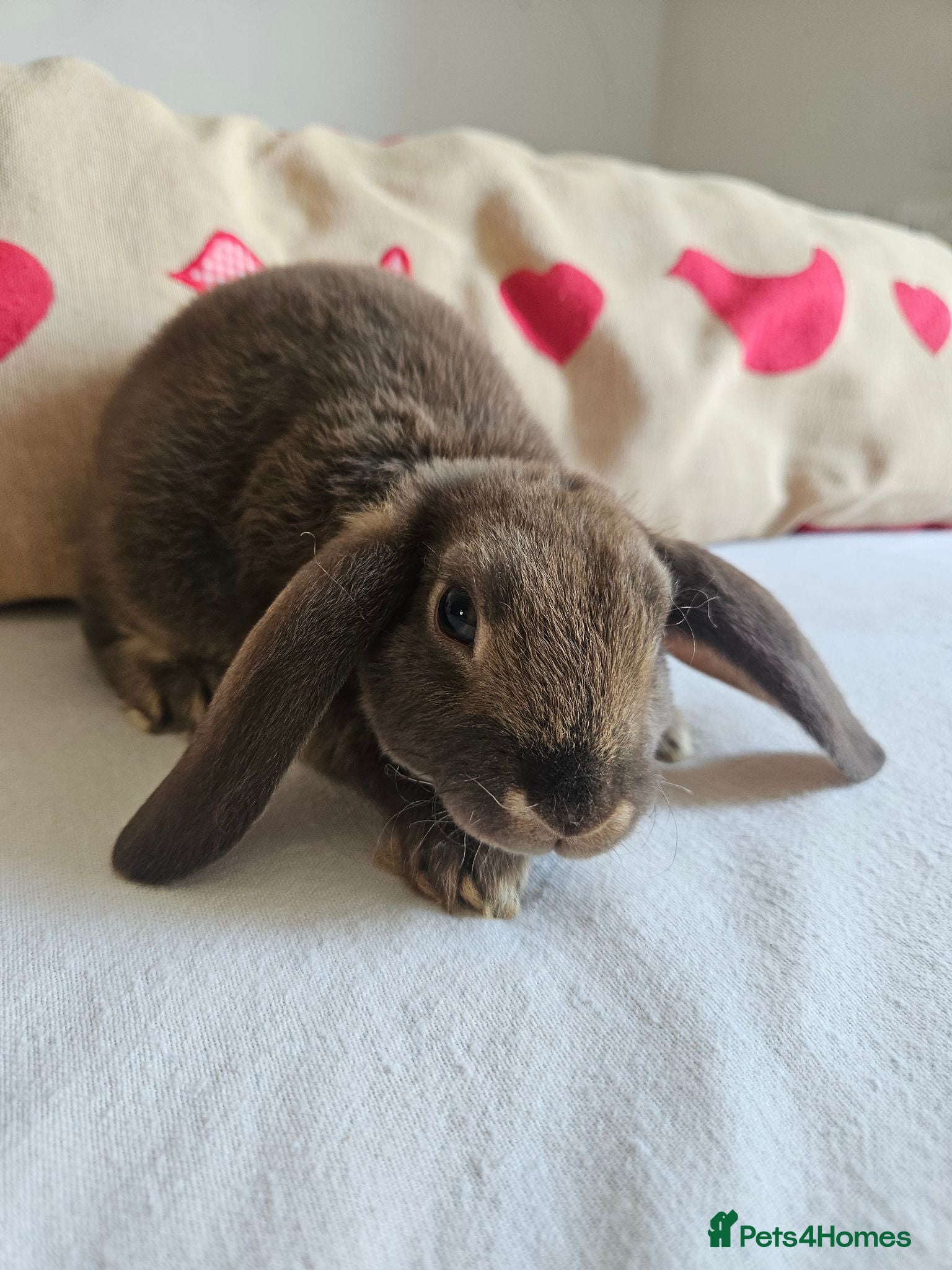 Rex rabbits Mini rex Chocolate & Lilac  - Advert 3