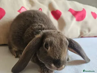 Rex rabbits Mini rex Chocolate & Lilac - Advert 3