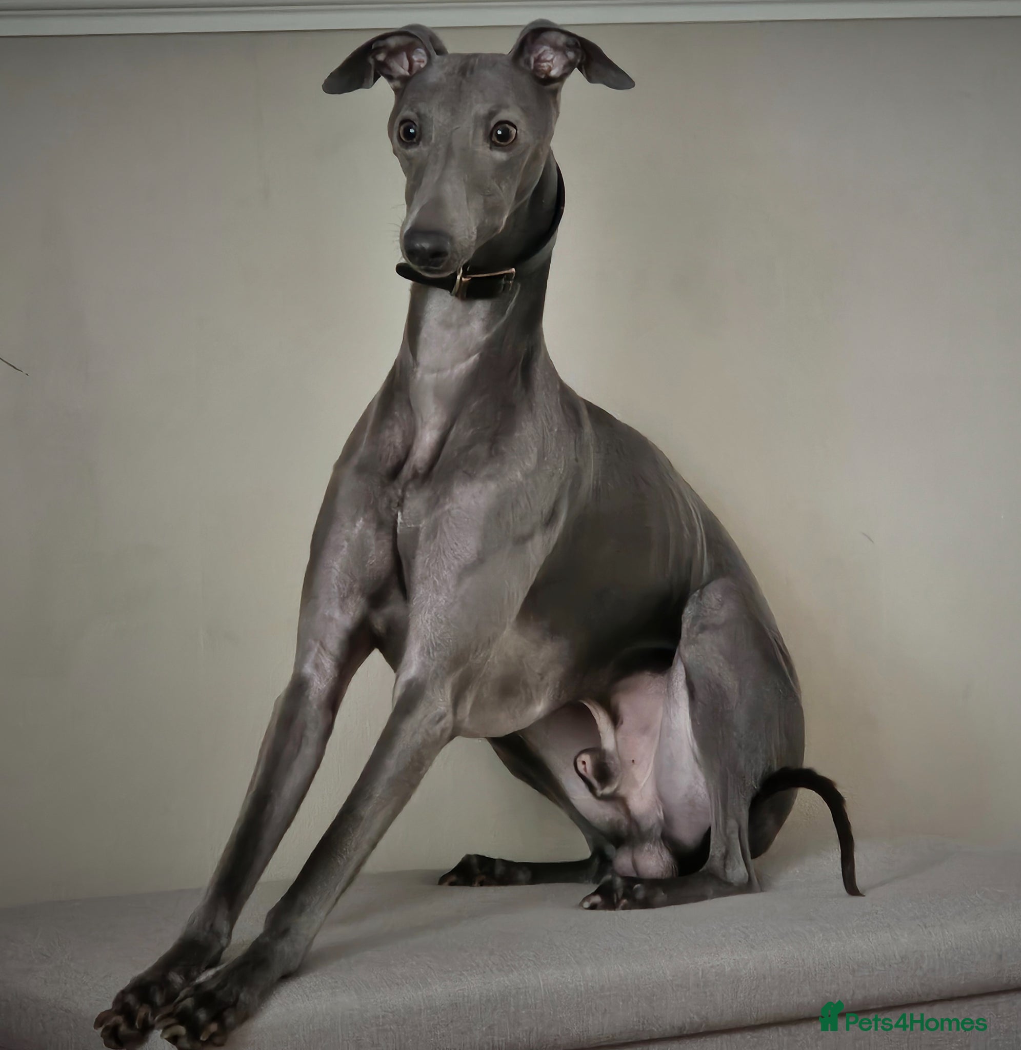 Whippet dogs KC registered Laguna lines Whippet Puppies  - Advert 3