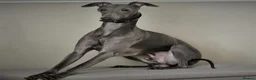 Whippet dogs for sale: KC registered Laguna lines Whippet Puppies  - Advert 8