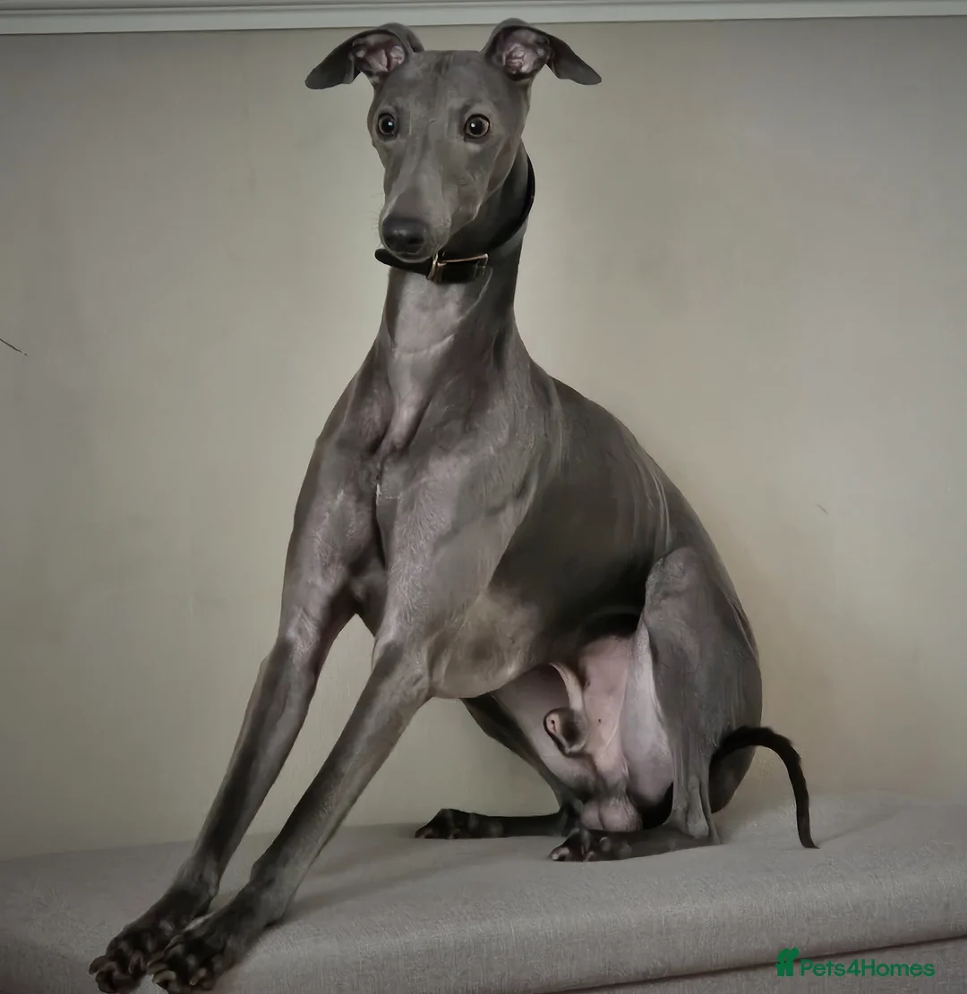 Whippet dogs for sale: KC registered Laguna lines Whippet Puppies  - Advert 2
