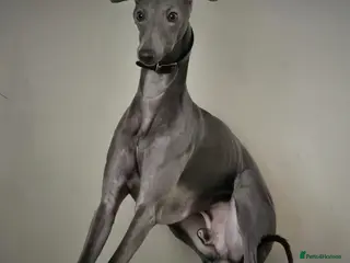 Whippet dogs KC registered Laguna lines Whippet Puppies - Advert 3