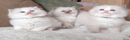Ragdoll cats for sale: GCCF REGISTER KITTENS  - Advert 26