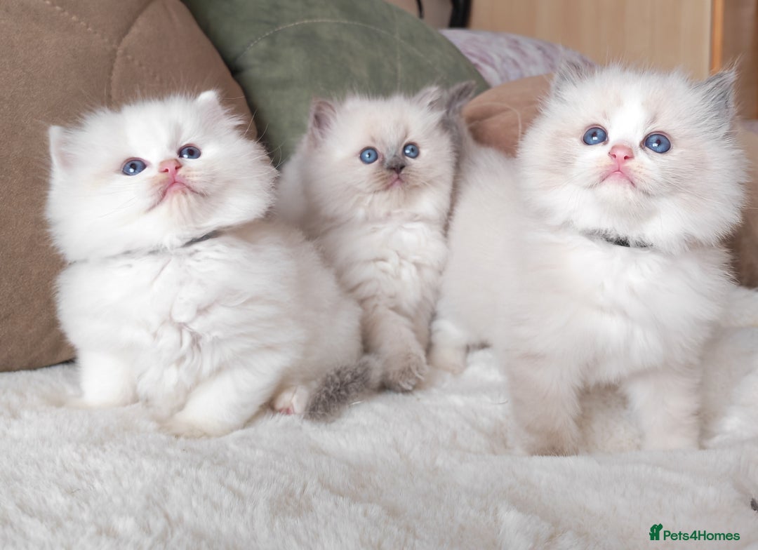 Ragdoll cats for sale: GCCF REGISTER KITTENS  - Advert 26
