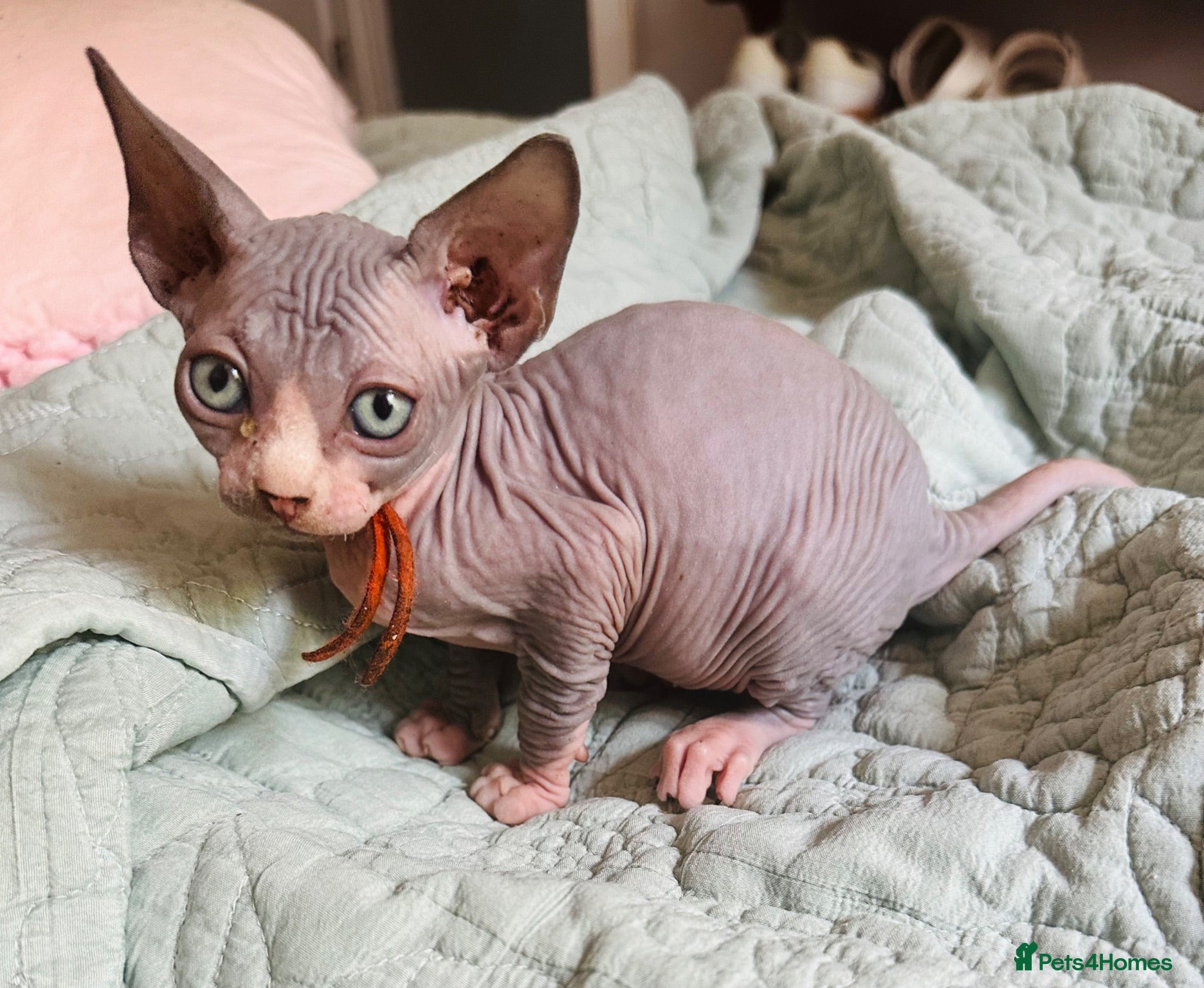 Sphynx cats Heavily reduced! Last 2 ready now  - Advert 14