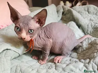 Sphynx cats Heavily reduced! Last 2 ready now - Advert 14