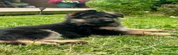 German Shepherd dogs for sale: Outstanding KC Registered German Shepherd Puppies - Advert 3