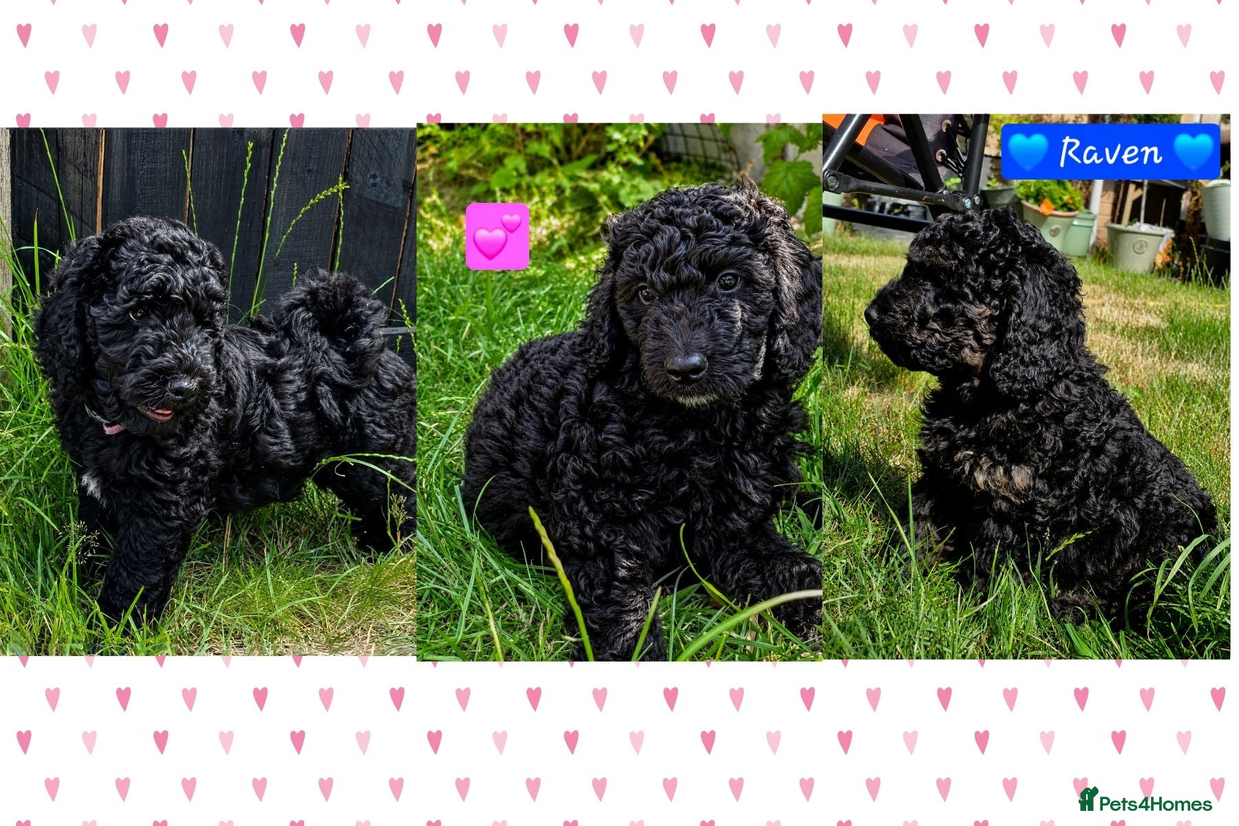 Cockapoo dogs Health Tested F1b Cockapoo Puppies - Advert 1