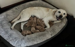 Labrador Retriever dogs for sale: Quality Labrador puppies - Image 6