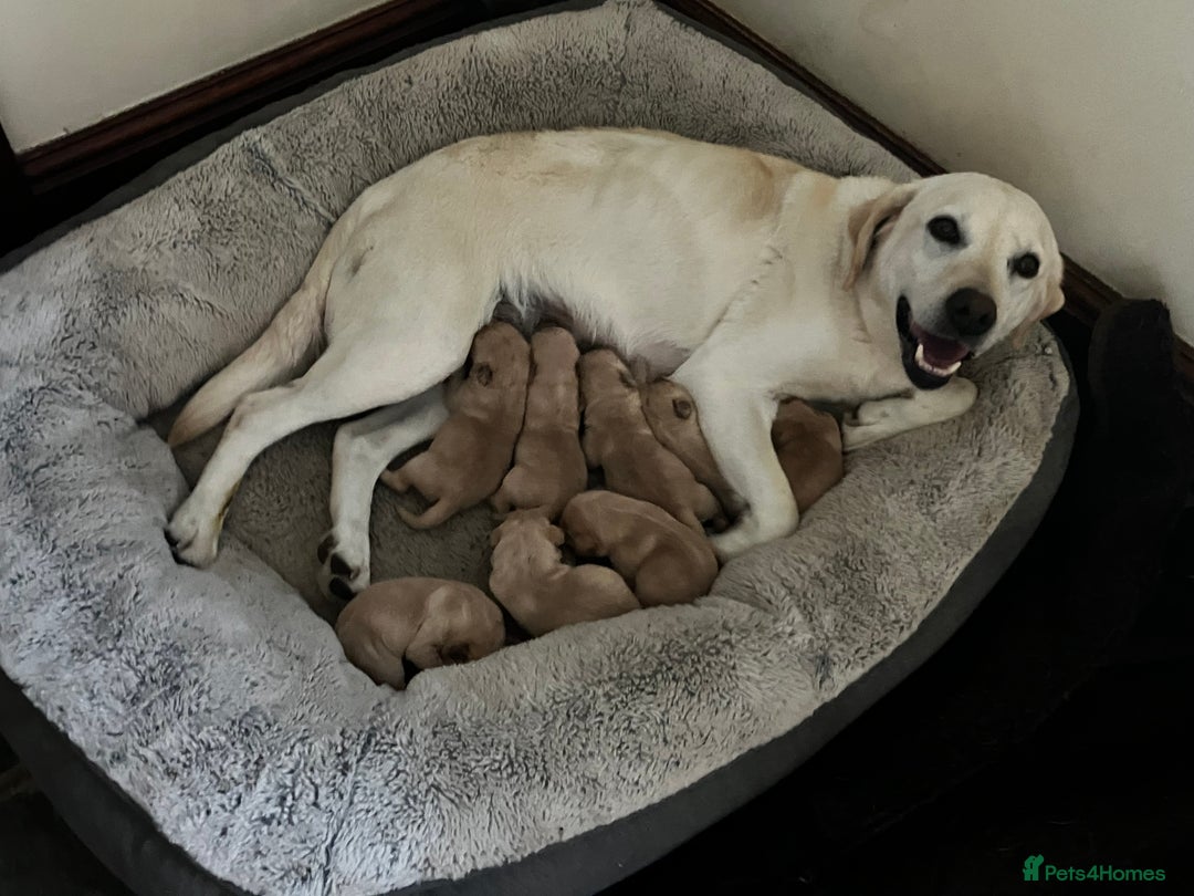 Labrador Retriever dogs for sale: Quality Labrador puppies - Image 6