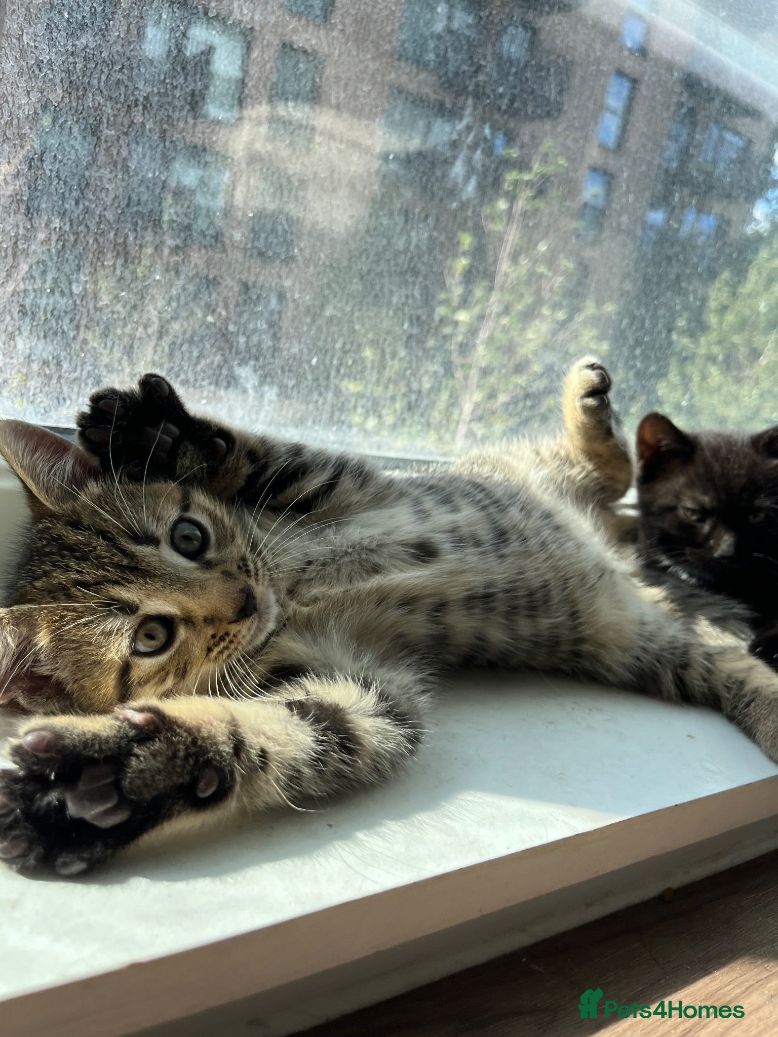 British Shorthair cats Tabby kittens available  - Advert 11