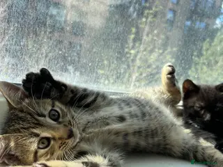 British Shorthair cats Tabby kittens available - Advert 13
