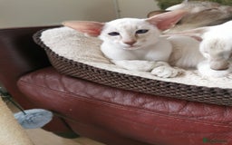 Siamese cats for sale: Pedigree 2 Siamese Male Kittens for sale  - Image 5