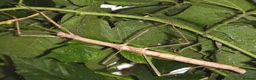 Stick Insects invertebrates for sale: Giant Bud-Winged Stick Insects x 6 - Advert 3