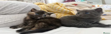 Grey kitten 