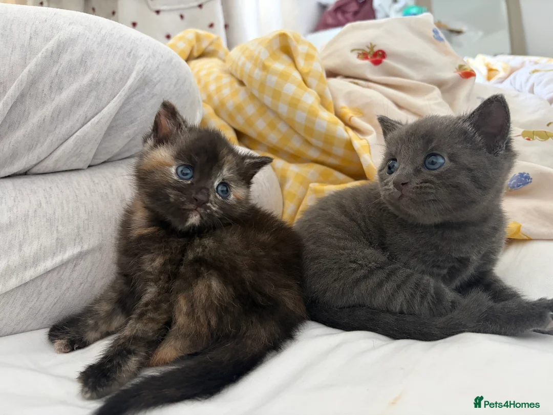 Khao Manee cats for sale: Grey half khao manee - Advert 2