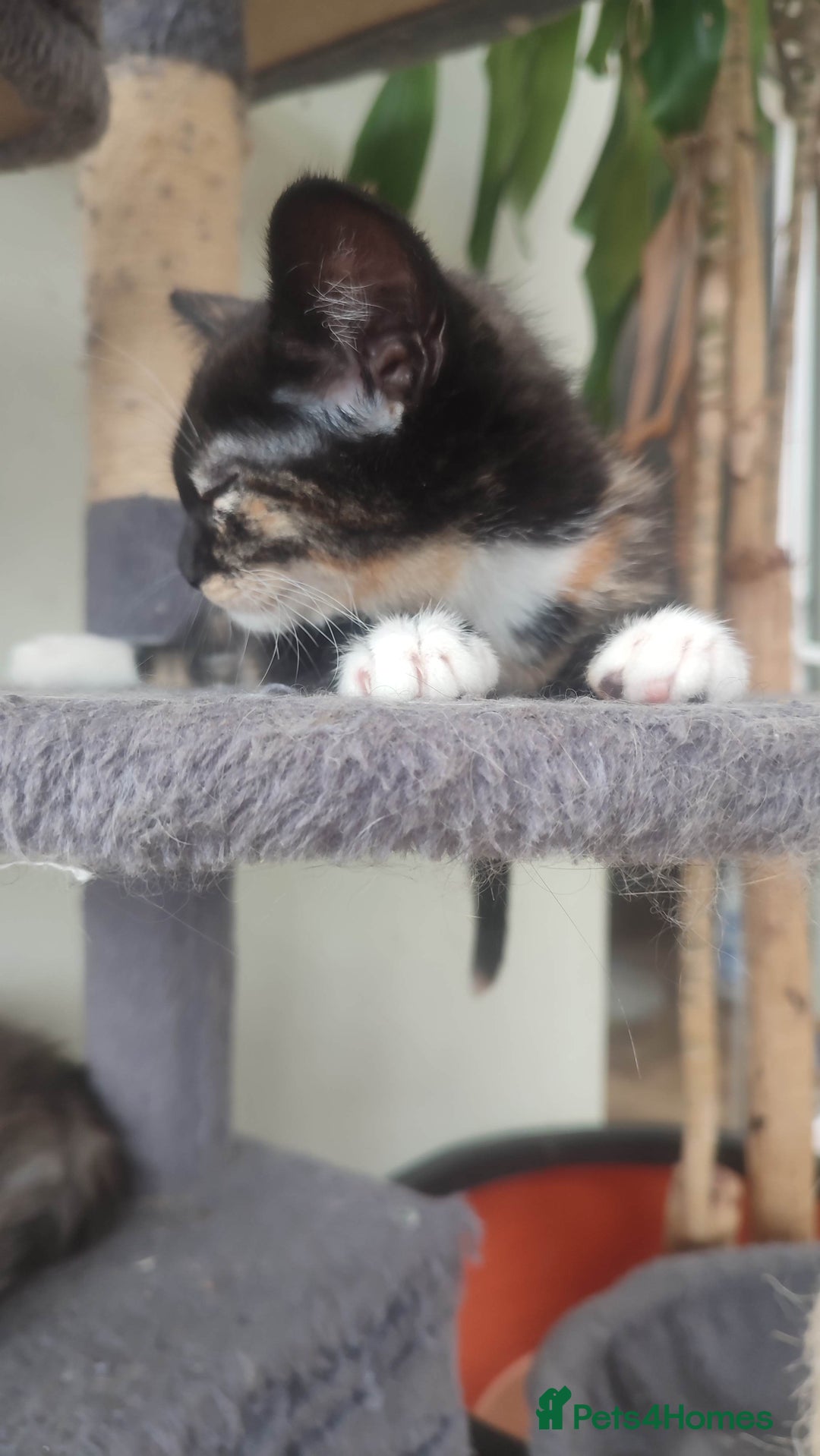 British Shorthair cats for sale: Adorable kittens  in Great Missenden - Image 23