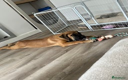 Boerboel dogs for sale: Beautiful boerboel pup - Image 4
