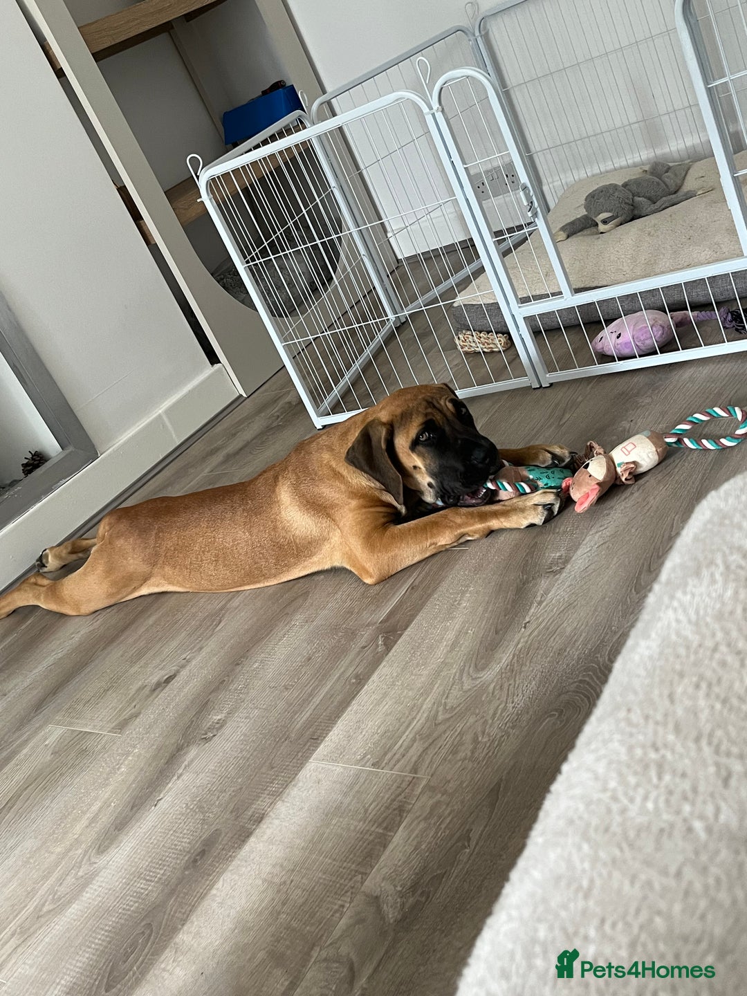 Boerboel dogs for sale: Beautiful boerboel pup - Image 4