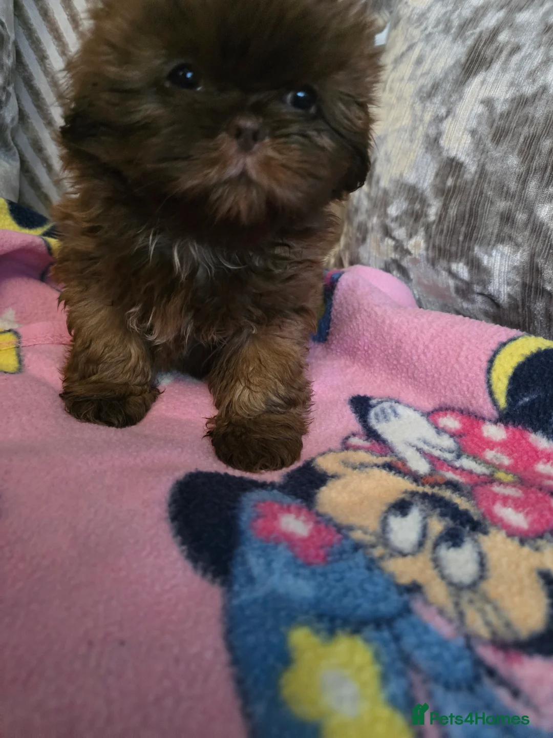 Shih Tzu dogs for sale: karashishi shih tzu  - Advert 2