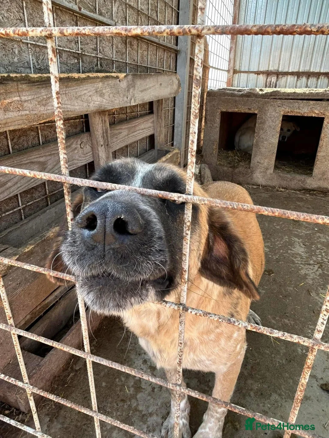 Mixed Breed dogs for adoption: Darcy - Norwich Norfolk  in Norwich - Advert 22